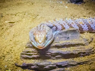 Başlıdırlar mavi dilli kertenkele (Tiliqua nigrolutea), Başkanı yakın Tasmania, Avustralya meydana gelen en büyük kertenkele türü. Mavi dilli skink kertenkele kafa vurdu