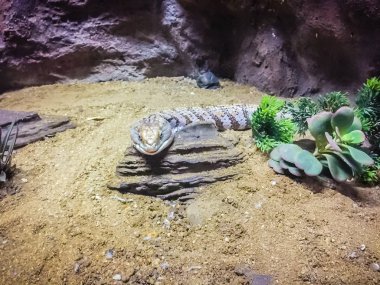 Başlıdırlar mavi dilli kertenkele (Tiliqua nigrolutea), Başkanı yakın Tasmania, Avustralya meydana gelen en büyük kertenkele türü. Mavi dilli skink kertenkele kafa vurdu