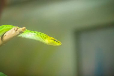 Kırmızı kuyruklu yeşil fare yılan (Gonyosoma oxycephalum) arka bahçedeki dallar.