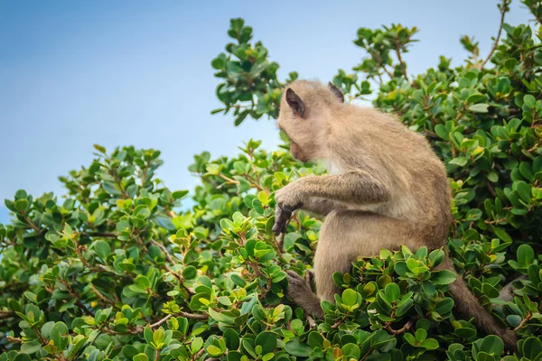 Słodkie Małpa Drzewo Jedzenie Green Pozostawia — Zdjęcie stockowe