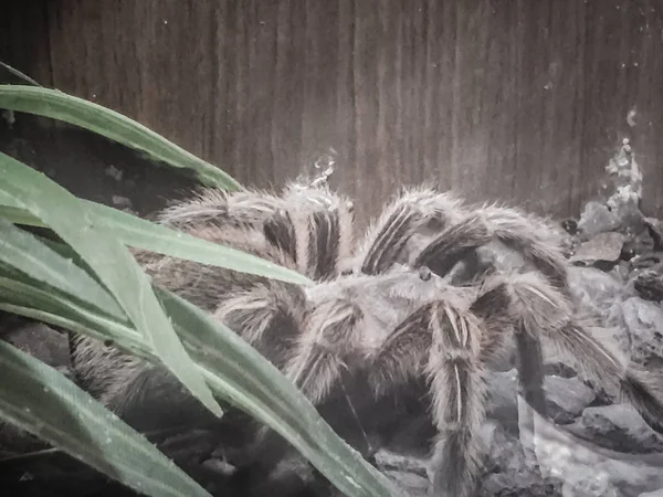 Theraphosa 플레이트로 Theraphosidae 베네수엘라에서 발견에 그것은 골리앗 발가락 골리앗 거미로 — 스톡 사진