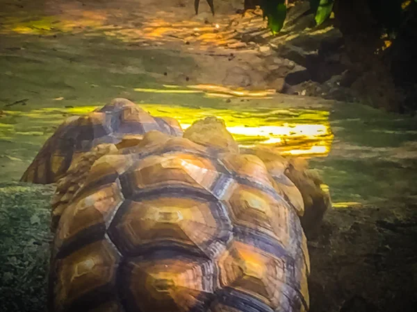 Afrikanska Sporrade Sköldpadda Centrochelys Sulcata Även Känd Som Sulcata Sköldpaddan — Stockfoto