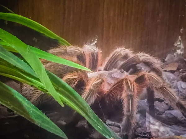 Theraphosa Apophysis Uma Espécie Aranha Família Theraphosidae Conhecido Como Rosa — Fotografia de Stock