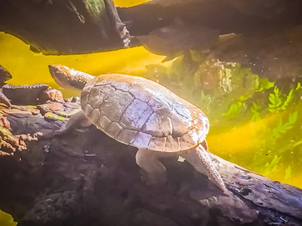 Reeves Turtle Chinese Pond Turtle Mouremys Reevesii Semiaquatic Turtle Basks — Stock Photo, Image