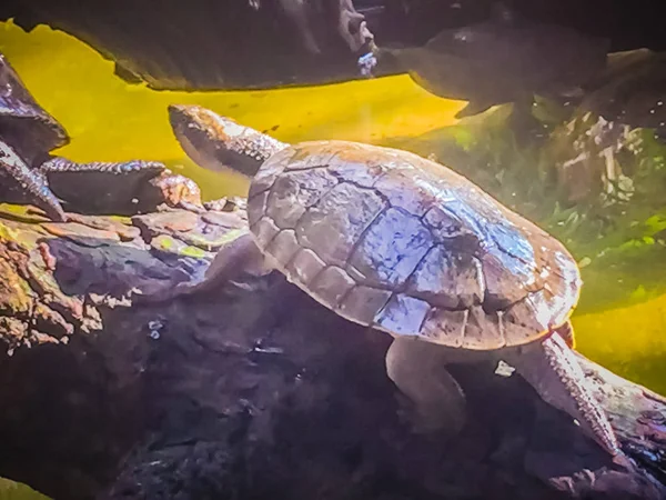 Reeves Sköldpadda Eller Kinesiska Damm Sköldpadda Mouremys Reevesii Förminskade Sköldpadda — Stockfoto