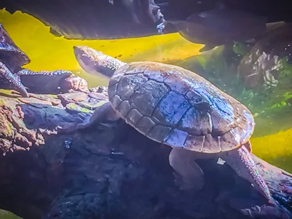 Reeves Schildpad Chinese Beekschildpad Mouremys Reevesii Semiaquatic Schildpad Die Willen — Stockfoto