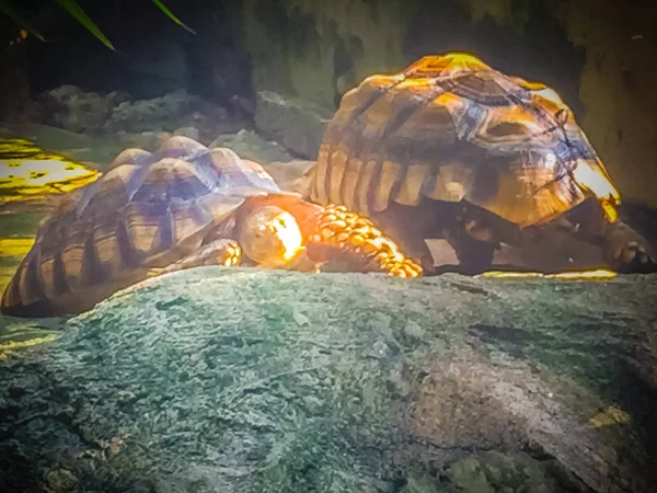 Tartaruga Esporão Africano Centrochelys Sulcata Também Conhecida Como Tartaruga Sulcata — Fotografia de Stock