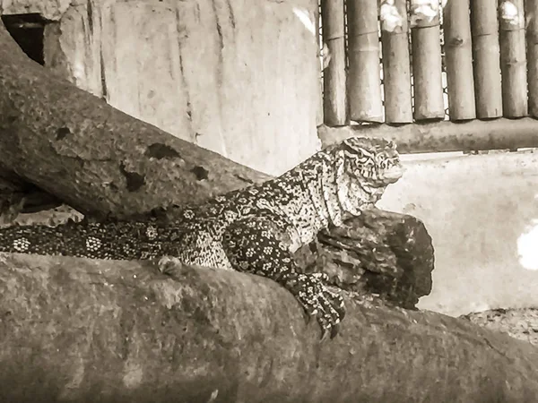 Monitor Del Nilo Varanus Niloticus También Llamado Lagarto Africano Grano —  Fotos de Stock