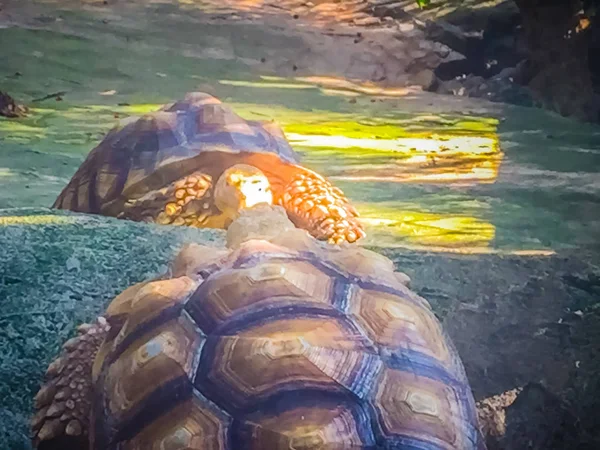 Afrikanska Sporrade Sköldpadda Centrochelys Sulcata Även Känd Som Sulcata Sköldpaddan — Stockfoto