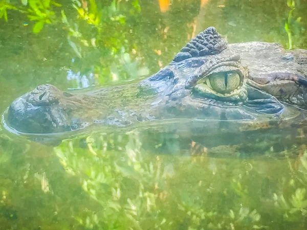 Gros Plan Sur Gros Effrayant Œil Crocodile Caiman Caimaninae Restant — Photo