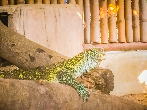 Nijlvaraan Varanus Niloticus Ook Wel Afrikaanse Kleine Korrel Hagedis Openbare — Stockfoto