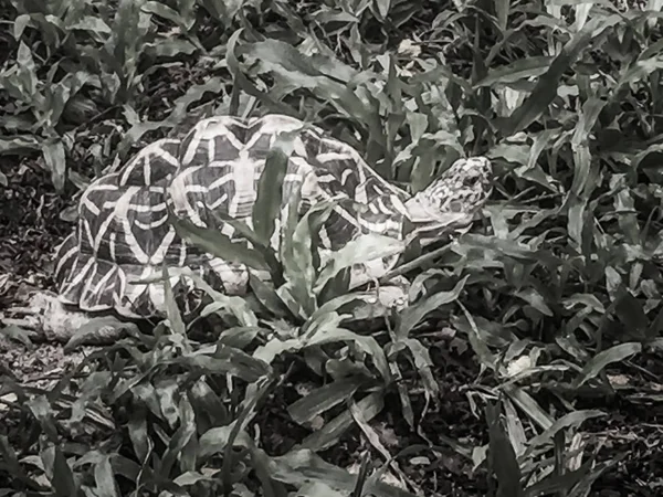 Tartaruga Estrela Indiana Birmanesa Uma Espécie Ameaçada Tartaruga Encontrada Áreas — Fotografia de Stock