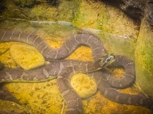 Serpiente Agua Con Cara Soplo Homalopsis Buccata —  Fotos de Stock