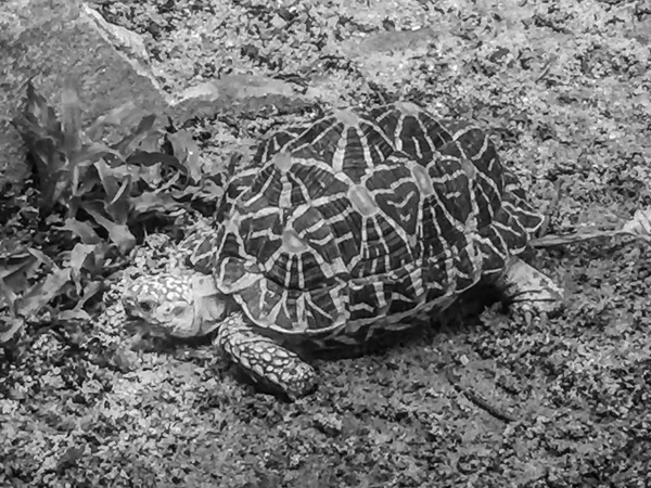 Tartaruga Estrela Indiana Birmanesa Uma Espécie Ameaçada Tartaruga Encontrada Áreas — Fotografia de Stock