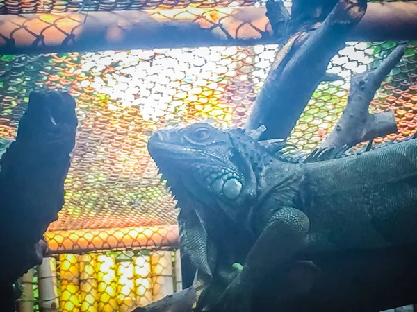 Zöld Leguán Iguana Iguana Ketrecben Nyilvános Állatkertben — Stock Fotó