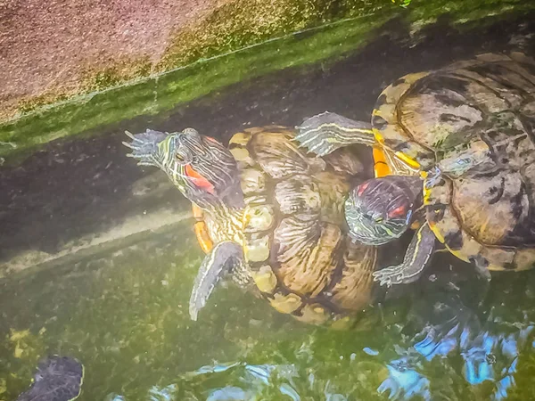 Söt Målade Terrapin Sköldpadda Batagur Borneoensis Att Pannan Hanen Har — Stockfoto