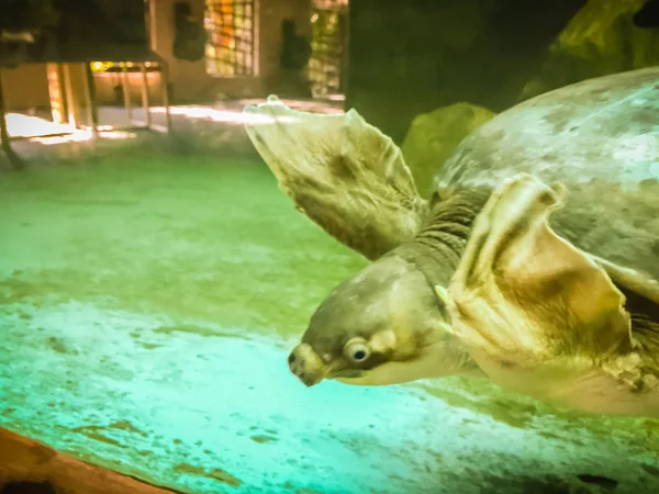 Tartaruga Pescoço Longo Tartaruga Pescoço Cobra Está Nadando Lagoa Vidro — Fotografia de Stock