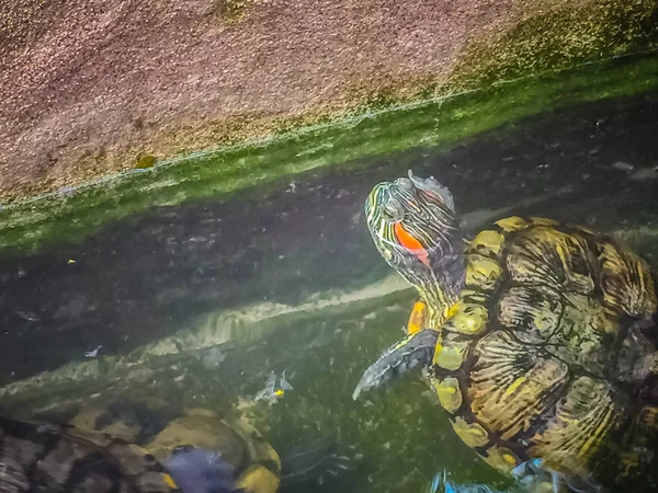 Söt Målade Terrapin Sköldpadda Batagur Borneoensis Att Pannan Hanen Har — Stockfoto