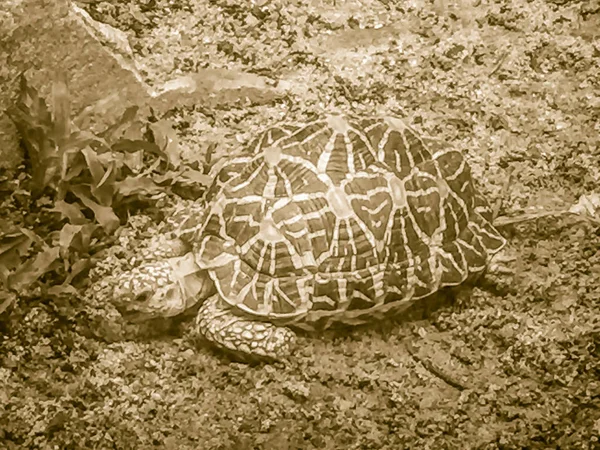 Tartaruga Estrela Indiana Birmanesa Uma Espécie Ameaçada Tartaruga Encontrada Áreas — Fotografia de Stock