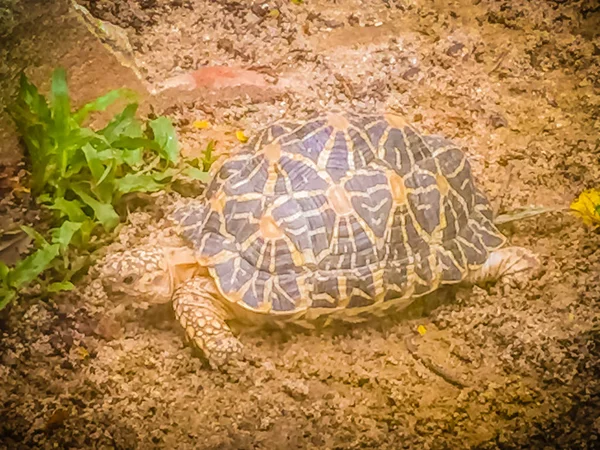 Tortue Étoilée Indienne Birmane Une Espèce Menacée Tortue Trouvée Dans — Photo