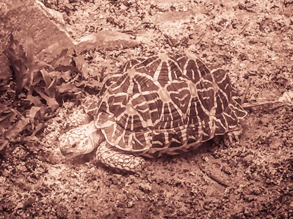 Tartaruga Estrela Indiana Birmanesa Uma Espécie Ameaçada Tartaruga Encontrada Áreas — Fotografia de Stock