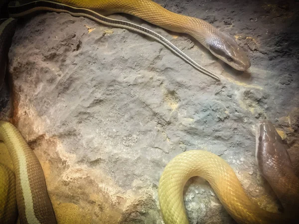 Primer Plano Cueva Morada Serpiente Elaphe Taeniura Ridleyi —  Fotos de Stock