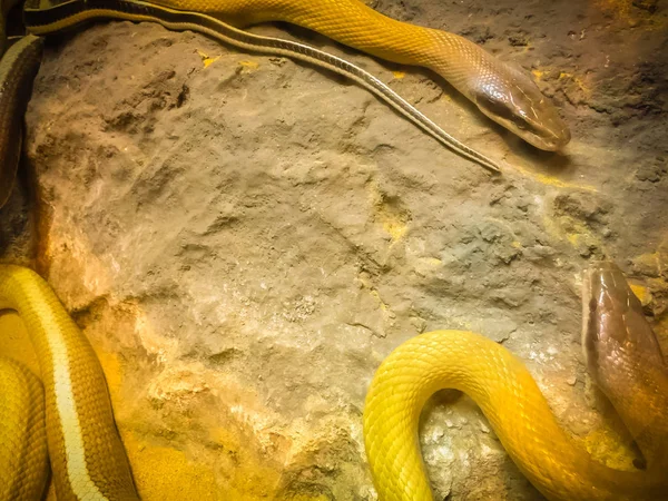 Közelkép Barlang Lakás Kígyó Elaphe Taeniura Ridleyi — Stock Fotó
