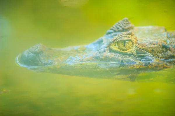 Close Big Frightening Eye Caiman Caimaninae Crocodile Staying Still Water — Stock Photo, Image