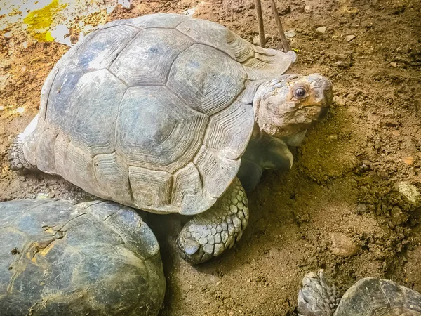 Brown Asian Giant Tortoise Public Zoo — Stock Photo, Image
