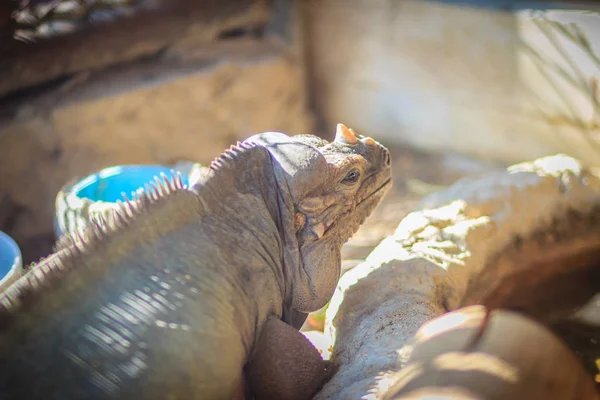 Cabeza Cerca Rhinoceros Iguana Cyclura Cornuta También Conocido Como Dragón —  Fotos de Stock