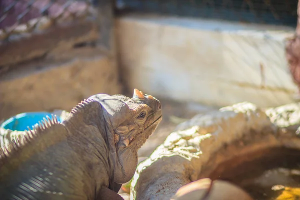 Close Van Hoofd Van Neushoornleguaan Cyclura Cornuta Ook Bekend Als — Stockfoto