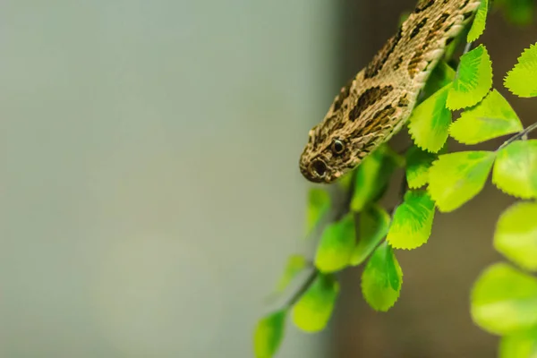 Daboia Siamensis Schlange Eine Giftige Vipernart Die Teilen Südostasiens Südchina — Stockfoto
