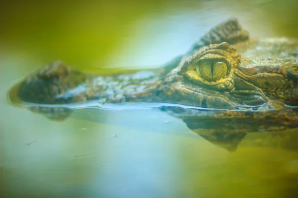 Близко Большому Пугающему Глазу Кайманского Крокодила Сидящего Тихой Воде — стоковое фото