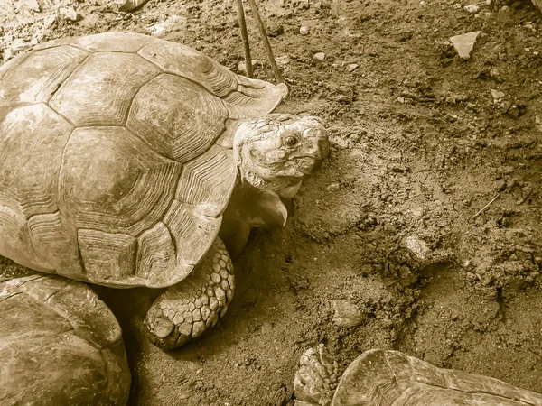 Tortue Géante Asiatique Brune Zoo Public — Photo