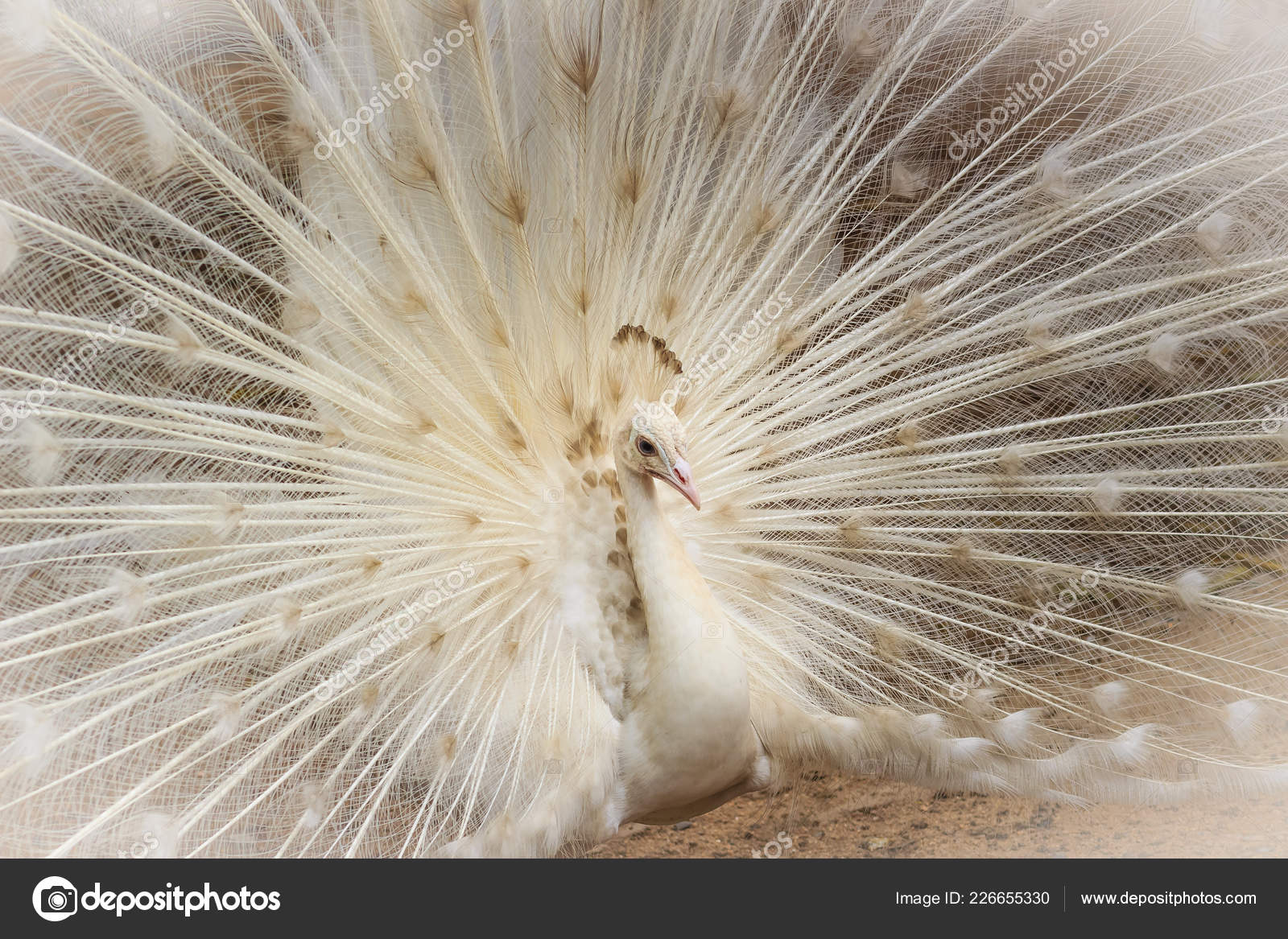 Beautiful White Peafowl Feathers Out White Male Peacock Spread Feathers Stock Photo Image By C Kampwit Beautiful White Peafowl Feathers Out White Male Peacock Spread Feathers Stock Photo Image By C Kampwit