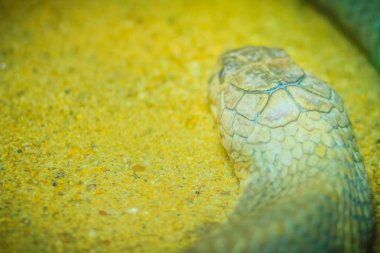 Beyaz Kral kobra kafa. Kral kobra (Ophiophagus hannah), dünyanın en uzun zehirli yılan Güney Asya'da yerli.