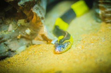 Şeritli krait (Bungarus fasciatus) familyasından bir Hint medeniyetlerinin ve Güneydoğu Asya'da bulunan Elapidae yılan. Şeritli Krait (Bungarus fasciatus) yere slithering.