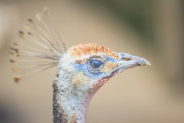 Genç tavus alaca. Albino çocuk tavus kuşu.