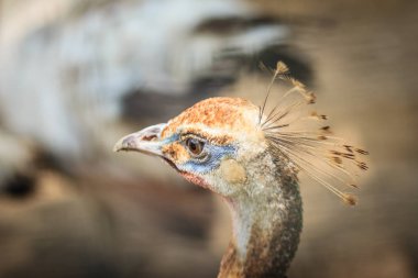 Genç tavus alaca. Albino çocuk tavus kuşu.