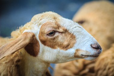 Kahverengi koyun koyun çiftliğinde kapatın. Koyun grubundaki yemeğe bekliyor.