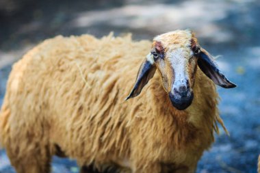 Kahverengi koyun koyun çiftliğinde kapatın. Koyun grubundaki yemeğe bekliyor.