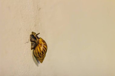 Dikey beyaz duvardaki dev Afrika kara salyangoz (Achatina fulica)