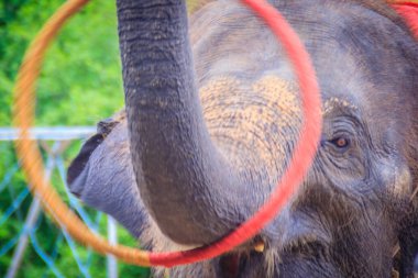 Küçük fil sandığı hula hoop oynamak için kullanın