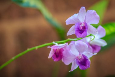 Güzel mor dendrobium orkide çiçekler koyu arka planda, seçici odak.
