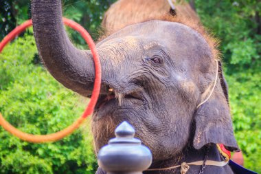 Küçük fil sandığı hula hoop oynamak için kullanın