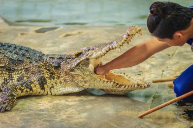 Şovmen açılan mouth timsah boğaz üzerinde durulacaktır için elini kullanarak. Dublör elini Timsah'ın ağzına koydu..