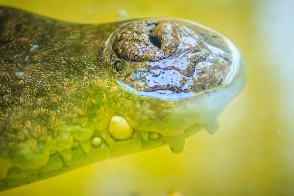 Nos Moře Nebo Krokodýl Mořský Crocodylus Porosus Vodě — Stock fotografie