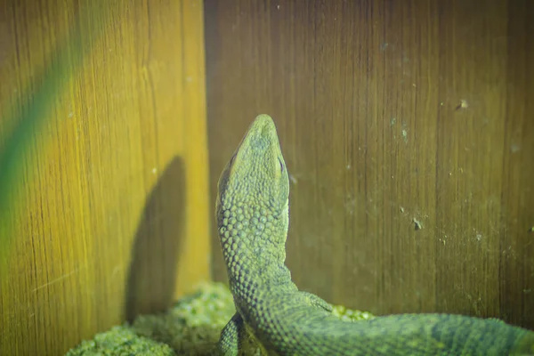 Savanna Monitor Varanus Exanthematicus Cage — Stock Photo, Image