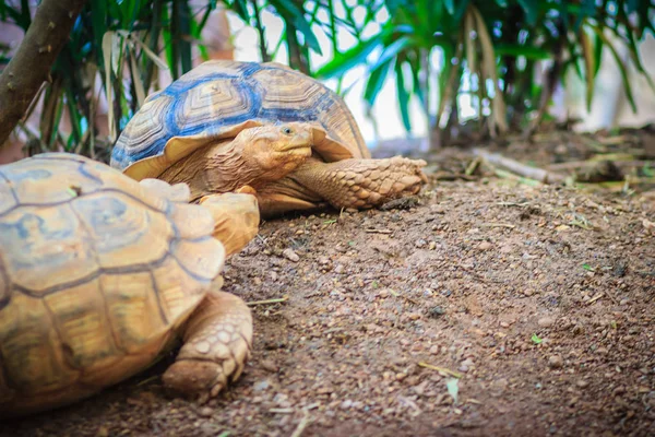 Tortue Africaine Centrochelys Sulcata Également Connue Sous Nom Tortue Sulcata — Photo