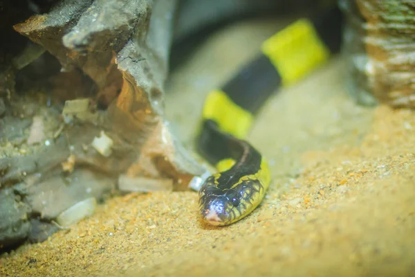 Der Gebänderte Krait Bungarus Fasciatus Ist Eine Schlangenart Die Auf — Stockfoto